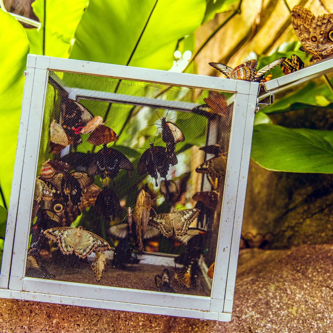 Profitez de l'Été sans Insectes : Les Huiles Essentielles qui les Repoussent Naturellement